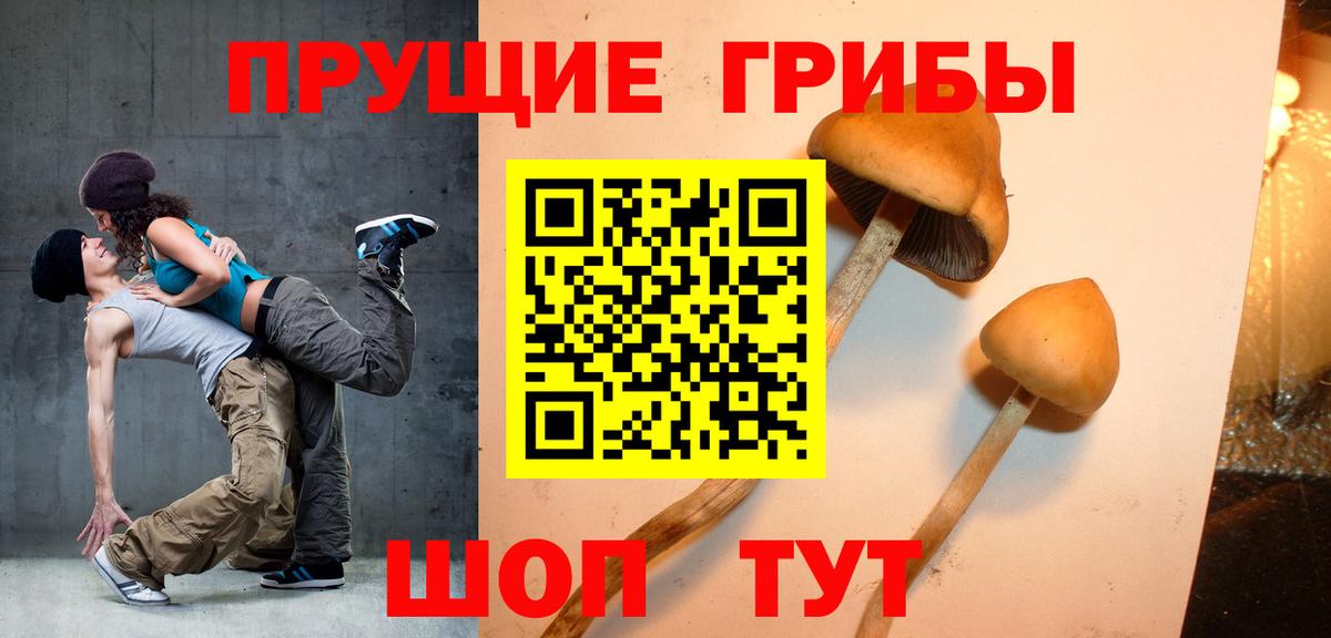 Псилоцибиновые грибы Psilocybe Краснокаменск